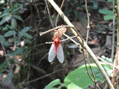 Huechys sanguinea