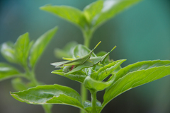 Atractomorpha crenulata