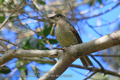Ptilonorhynchus violaceus violaceus