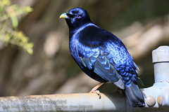 Ptilonorhynchus violaceus violaceus