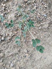 Hedysarum candidum