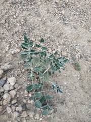 Hedysarum candidum