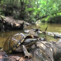 Sternotherus peltifer