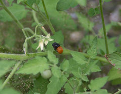 Amegilla dohertyi