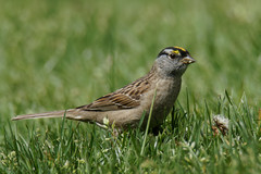 Zonotrichia leucophrys × atricapilla