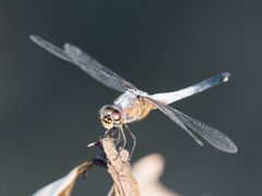 Brachydiplax chalybea