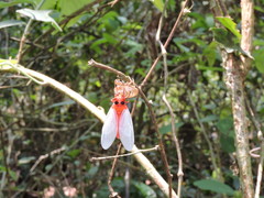 Huechys sanguinea