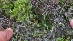 Julodis