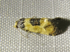 Neocochylis dubitana