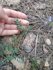 Astragalus guttatus