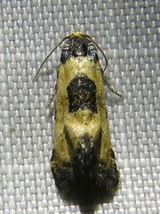Neocochylis dubitana