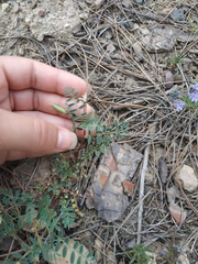 Astragalus guttatus