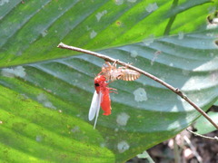Huechys sanguinea