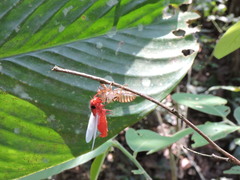 Huechys sanguinea