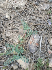 Astragalus guttatus