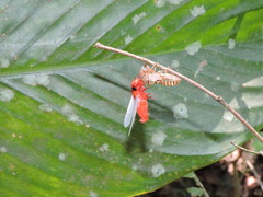 Huechys sanguinea