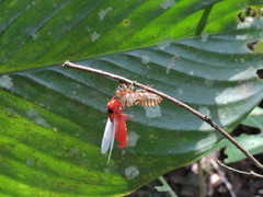 Huechys sanguinea