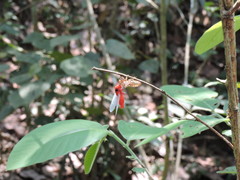 Huechys sanguinea