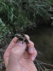 Sternotherus peltifer