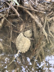 Macrochelys temminckii