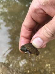 Sternotherus peltifer