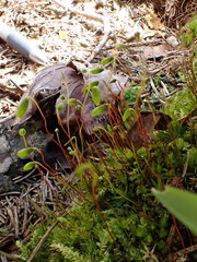 Pohlia nutans nutans