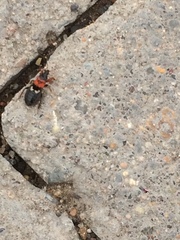 Prostemma sanguineum