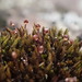 Andreaea rupestris - Photo (c) Stefan Gey, algunos derechos reservados (CC BY-NC)