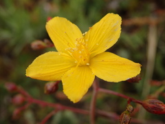 Hypericum linariifolium