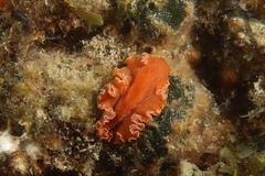 Yungia aurantiaca