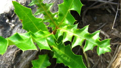 Acanthus ilicifolius