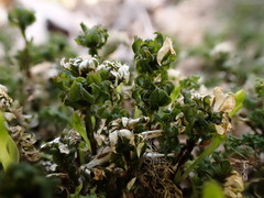 Mnium spinosum