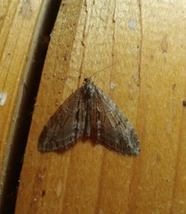 Trichopteryx polycommata