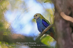Platycercus adscitus