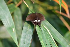 Papilio polytes