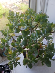 Crassula arborescens undulatifolia