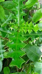 Acanthus ilicifolius