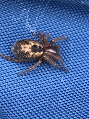 Amaurobius fenestralis