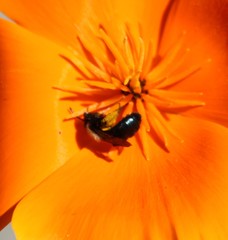 Andrena nigrocaerulea