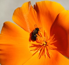 Andrena nigrocaerulea