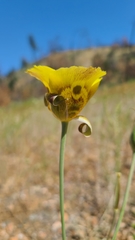 Calochortus superbus