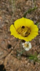 Calochortus superbus