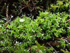 Diobelonella palustris