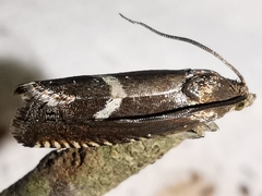 Grapholita lunulana