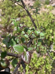 Cotoneaster dielsianus