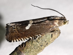 Grapholita lunulana