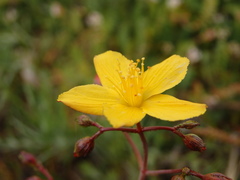 Hypericum linariifolium