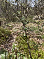 Cotoneaster dielsianus