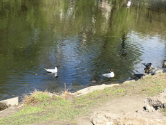 Chroicocephalus ridibundus