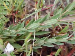 Hypericum linariifolium